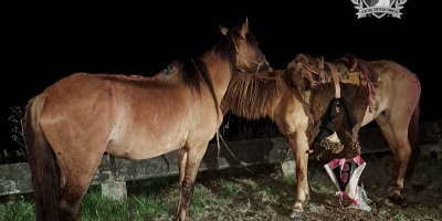 Falleci� un jinete de 81 a�os en un accidente de tr�nsito 