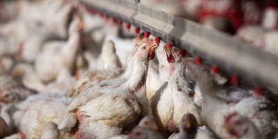 La baja del 20% en el precio del pollo no se refleja en los comercios, indicaron desde el sector av�cola