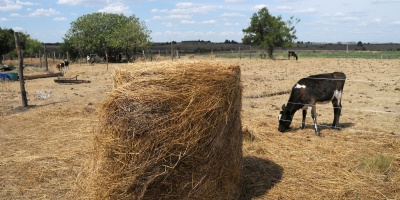 Desde la Federaci�n Rural del Uruguay manifestaron �desilusi�n� tras anuncios del Ministerio de Ganader�a por d�ficit h�drico