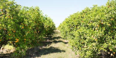 Los trabajadores citr�colas reclaman celeridad en el pago del seguro de paro porque no tienen cobertura desde agosto