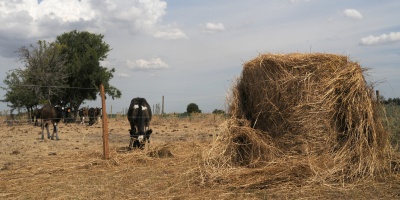 El gobierno dispuso el aplazamiento de los vencimientos de las facturas de BPS a los productores de los departamentos afectados por el �stress h�drico�