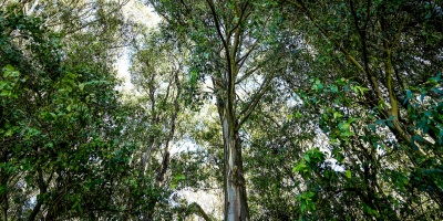 La intendencia de Maldonado eval�a adquirir un esc�ner para revisar el estado de �rboles y vegetaci�n