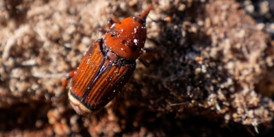 La zona sur del pa�s es la m�s afectada por el picudo rojo