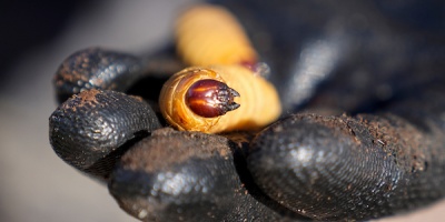 Desde la UTEC trabajan para ayudar al combate del picudo rojo 