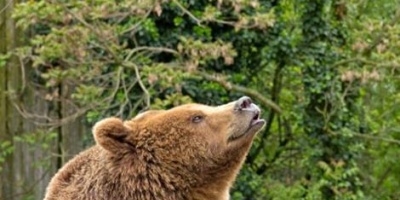 Funcionarios del Zoolgico de Salto tambin se oponen al traslado de la osa Eva