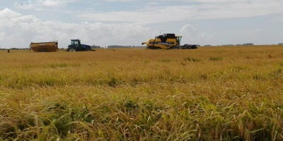 La tormenta dej� p�rdidas millonarias en la cosechas de arroz en Cebollat�