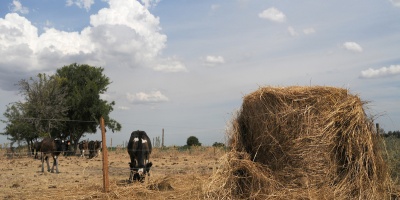 El Gobierno extendi� las medidas de ayuda a los productores rurales afectados por la sequ�a 