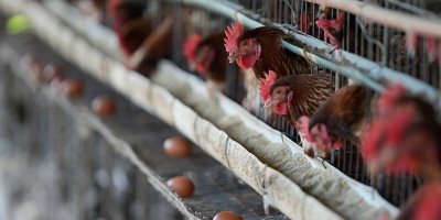 Declararon emergencia sanitaria por gripe aviar