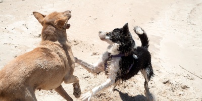 Plataforma animalista denuncia aumento de violencia hac�a los animales, luego que un hombre apu�alara a un perro