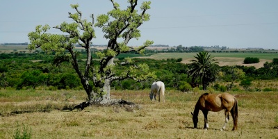Da Silva defini� como �una tomadura de pelo� las caracter�sticas de la emergencia agropecuaria decretada por el Ministerio de Ganader�a