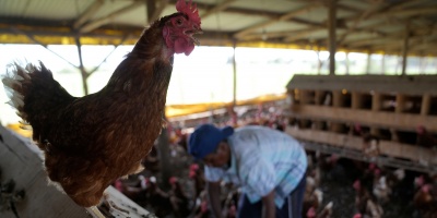 Desde la C�mara Uruguaya de Procesadores Av�colas se�alaron que no se reportan caso de influenza en aves de granja