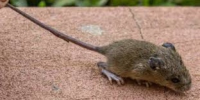 El Ministerio de Salud P�blica confirm� un caso de hantavirosis en el departamento de Canelones