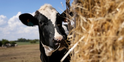 Banco de Seguros perder� dinero al tener que pagar 120% por encima de p�lizas de productores