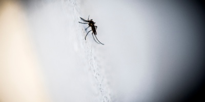 �La mayor�a de los casos de dengue son asintom�ticos, pero transmiten la enfermedad�, indic� la directora de Zoonosis