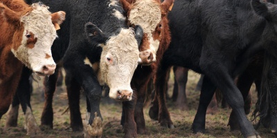 Los productores agropecuarios podr�n acceder a un cr�dito de hasta 30 mil d�lares desde este mi�rcoles