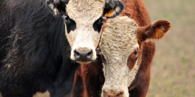 A pesar de las lluvias el Gobierno decidi� mantener la emergencia agropecuaria hasta el 20 de mayo