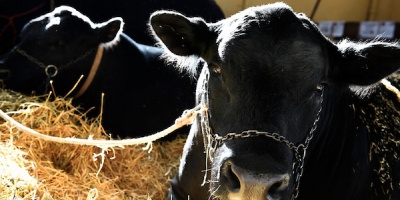 El Gobierno busca tomar acciones m�s concretas para prevenir el env�o de carne contaminada a China