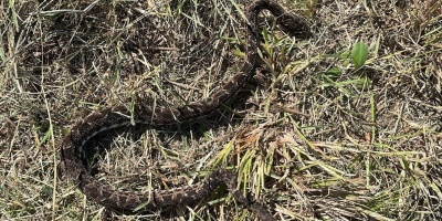 La mujer hospitalizada por la mordedura de una serpiente venenosa se encuentra en buen estado de salud