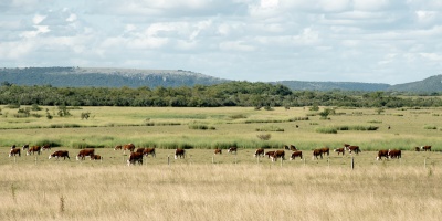 Abogados presentar�n una propuesta a damnificados de Conexi�n Ganadera para repartir U$S35 millones de la venta del ganado