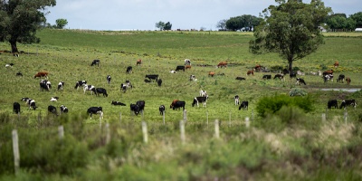 Normey: Optimista en que Uruguay pueda lograr una cuota considerable en reparto de la  exportaci�n de carne a UE