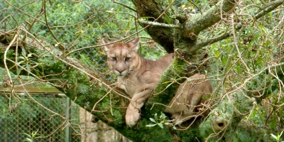 Sigue la b�squeda del Puma en Canelones; despliegue de drones nocturnos y equipos con rifles cargados con dardos sedantes 