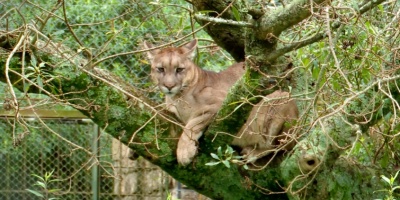 Esteban Vieta confirm� que la b�squeda del puma que estar�a suelto en Canelones fue detenida