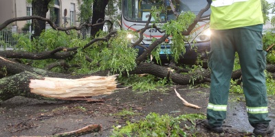 Debido a las afectaciones por los fuertes vientos, la Intendencia de Montevideo realiz� 50 intervenciones