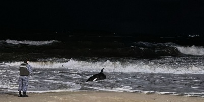 Temporal causa destrozos en Maldonado; adem�s una orca varada