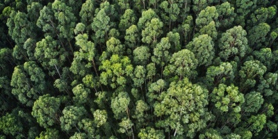 Bruselas plantea excluir el cuero e incluir productos como el caf� soluble en la ley contra la deforestaci�n