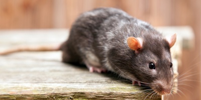 Confirmaron tres nuevos casos de hantavirus en los pasajeros que viajaban en el crucero afectado