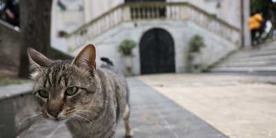 Denunciaron un apartamento abandonado con m�s de una veintena de gatos dentro que causan molestias y malos olores a los vecinos