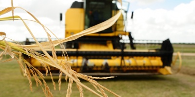 El 63% de la cuota de arroz que el Mercosur exportar� este a�o a la UE sin pagar arancel ser� de producci�n nacional