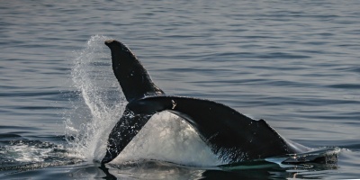 La ballena y el Cisne Negro: Dos especies fuera del peligro de extinci�n