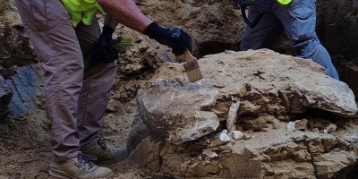 Hallan restos de una tortuga de m�s de 15 millones de a�os