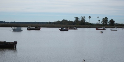 Coend� alerta sobre la renovaci�n autom�tica de la caza legal de patos en Uruguay