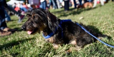 12 de setiembre: Encuentro de razas peque�as en Parque Rod�