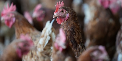 Tras confirmarse caso de influenza aviar en aves de traspatio en Colonia declaran emergencia sanitaria 