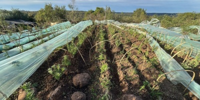 Desarticulan grupo delictivo dedicado a la plantaci�n de marihuana en Rivera