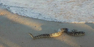Piden limpieza de playas en Colonia ante aparici�n de serpientes venenosas