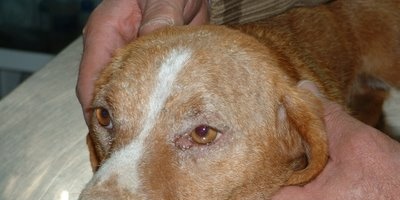 Sacrificaron un perro en Paysand� que hab�a contra�do leishmaniasis en Espa�a
