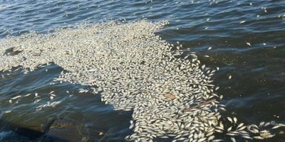 IM aclar� que aparici�n de peces muertos en la costa no se debe a la calidad del agua