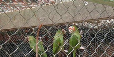 Ediles de la oposici�n y el oficialismo proponen cerrar zool�gicos de San Jos�