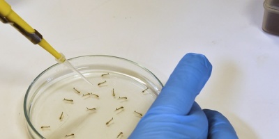 Trabajos en b�squeda de mosquitos en zona del Municipio A