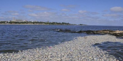 Aparici�n de peces muertos: Pierde fuerza hip�tesis de descarte de barco pesquero