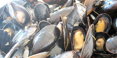 Fueron asistidas 19 personas en Maldonado por consumo de moluscos 