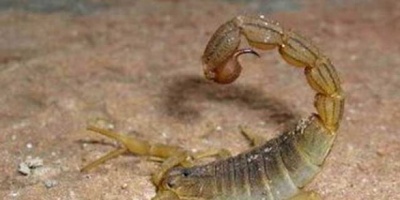 Alerta en el litoral por aparici�n de serpientes y alacranes en Concordia