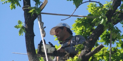 Podaron m�s de 1.400 �rboles en barrios del Municipio B