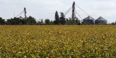 Pasturas y granos para cultivo de soja afectado por escasez de lluvias