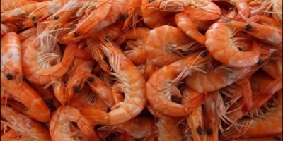 DINARA inform� que se mantiene alerta por marea roja en Maldonado y Rocha