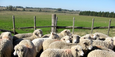 Establecimiento ganadero en Salto denunci� que en menos de tres meses le faltaron 394 ovinos